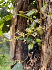 Bulbophyllum gymnopus