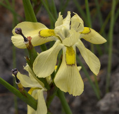 Moraea anomala