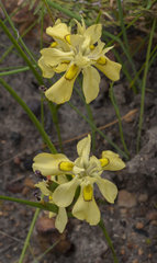 Moraea anomala