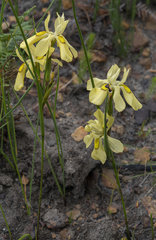 Moraea anomala