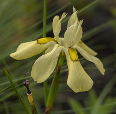 Moraea anomala