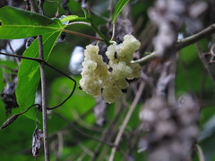 Dendrocnide photiniiphylla