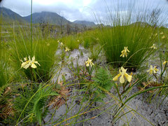 Moraea anomala