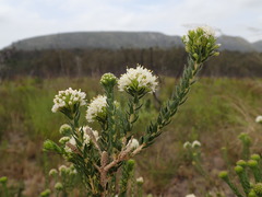 Agathosma hirta