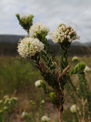 Agathosma hirta