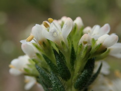 Agathosma hirta