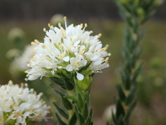 Agathosma hirta