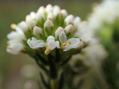 Agathosma hirta