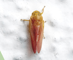 Eoscarta punctata