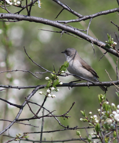 Curruca zarcerilla (Curruca curruca)