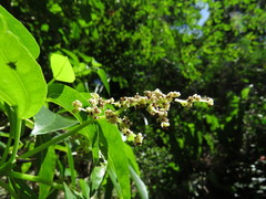 Dendrocnide photiniiphylla