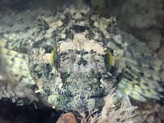 Taurulus bubalis