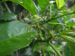 Dendrocnide photiniiphylla