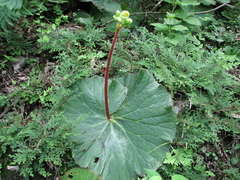Begonia monophylla
