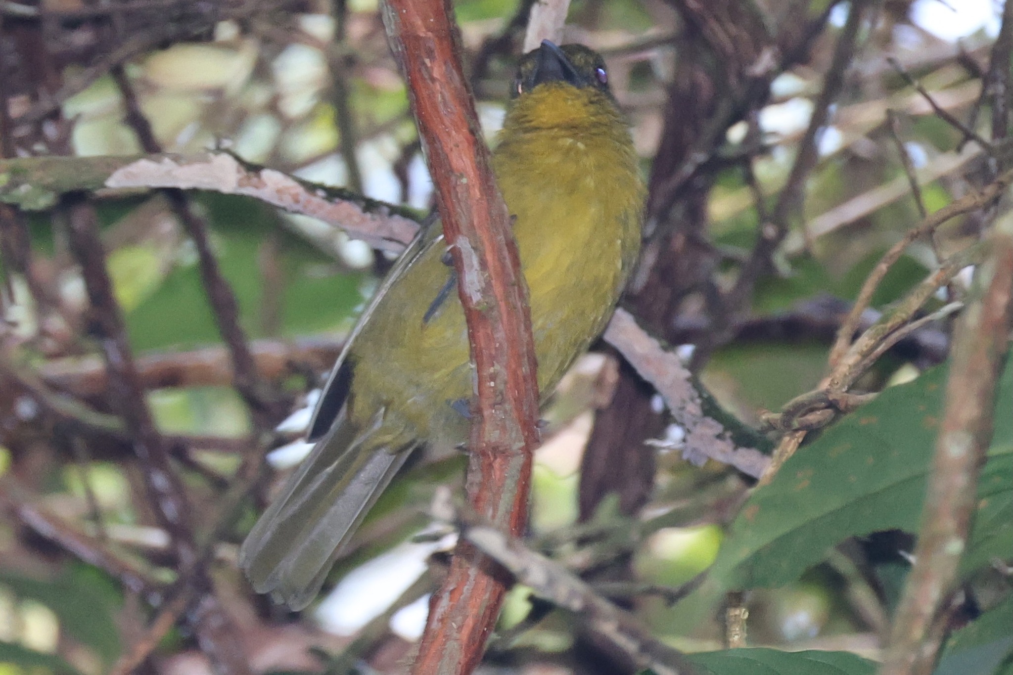 Carmiol's Tanager (Chlorothraupis carmioli), photo 7
