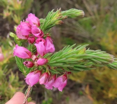 Erica axilliflora