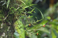 Scaphyglottis imbricata, photograph (c) Cole Wolf, some rights reserved (CC BY)