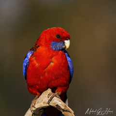 Platycercus elegans elegans