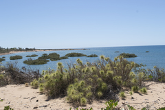 Spinifex longifolius