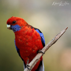 Platycercus elegans elegans