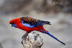 Platycercus elegans elegans