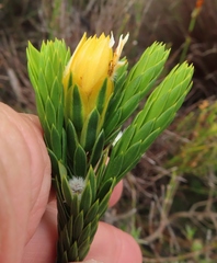 Lachnaea aurea