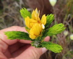 Lachnaea aurea