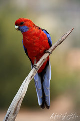 Platycercus elegans elegans