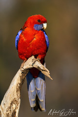 Platycercus elegans elegans