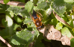 Cheilosia grossa