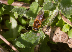 Cheilosia grossa