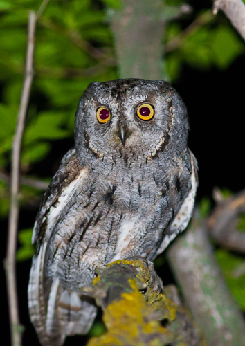 Autillo europeo (Otus scops)
