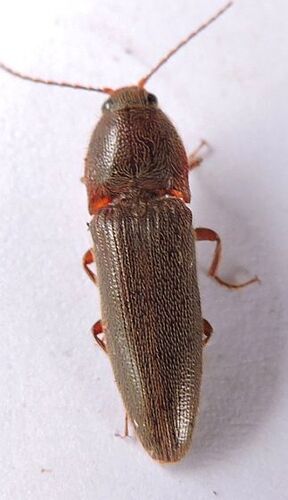 Melanotus communis