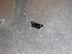 Quadrus lugubris lugubris