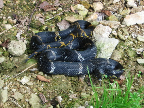 Manchurian Black Ratsnake