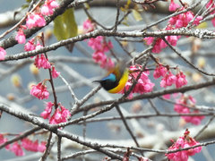 Aethopyga nipalensis