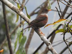 Turdus rubrocanus