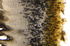 Gymnopilus echinulisporus image