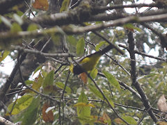 Melanochlora sultanea
