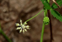 Hydrocotyle geraniifolia
