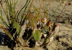Haplocarpha oocephala