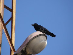 Corvus macrorhynchos