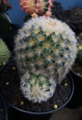 Mammillaria carmenae