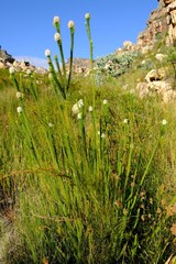 Stilbe albiflora