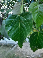 Macaranga denticulata