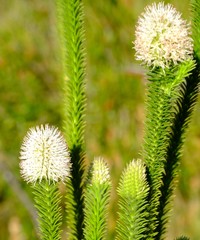 Stilbe albiflora