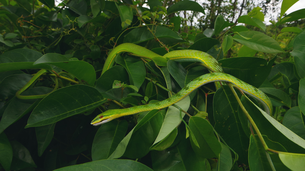 Red-Eyed Whipsnake