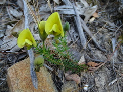 Gompholobium ecostatum