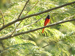 Pericrocotus brevirostris