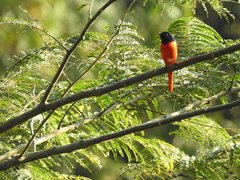 Pericrocotus brevirostris